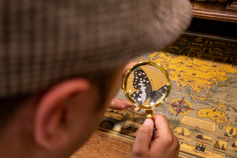 Mitarbeiter schaut mit einer Lupe auf einen Schmetterling